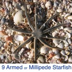 Nine Armed Millipede Starfish ID Nine Armed Millipede Starfish ID