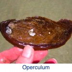 Mollusk Operculum Mollusk Operculum