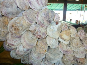Oyster shell frame Oyster shell frame