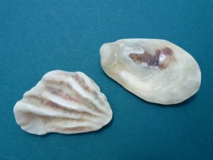 Oyster shell sides Oyster shell sides