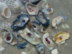 Oysters on Bonita Beach Oysters on Bonita Beach