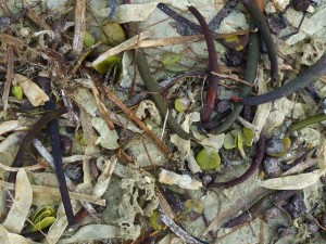 Parchment worms, red mangrove seed pods, mangrove seeds Parchment worms, red mangrove seed pods, mangrove seeds