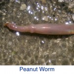 Peanut Worm ID Peanut Worm ID