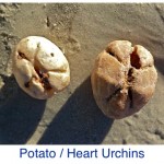 Potato Heart Urchin Potato Heart Urchin