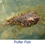 Puffer Fish ID Puffer Fish ID