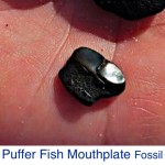 PufferFish Mouthplate fossil PufferFish Mouthplate fossil