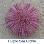 Purple Sea Urchin ID Purple Sea Urchin ID
