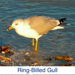 Ring-Billed Gull ID Ring-Billed Gull ID