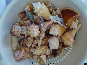 Robyn Sanibel seashells Robyn Sanibel seashells