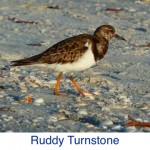 Ruddy Turnstone ID Ruddy Turnstone ID