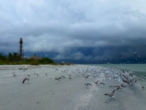Sanibel lighthouse with birds Sanibel lighthouse with birds