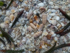 Scooped shells Scooped shells