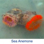 Sea Anemone Beach ID Sea Anemone Beach ID