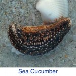 Sea Cucumber Beach Debris ID Sea Cucumber Beach Debris ID