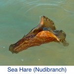 Sea Hare Nudibranch Sea ID Sea Hare Nudibranch Sea ID