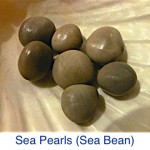 Sea Pearl Bean Sea Pearl Bean