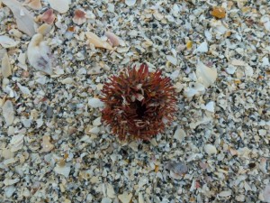 Sea Urchin in shell crush Sea Urchin in shell crush