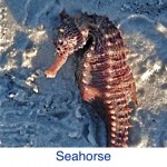 Seahorse ID Seahorse ID
