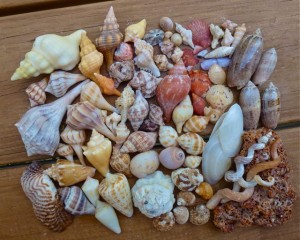 Seashell finds Sanibel September Seashell finds Sanibel September