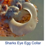 Sharks Eye Moon Shell Egg Collar Sharks Eye Moon Shell Egg Collar