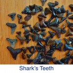 Shark's Teeth Shark's Teeth