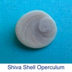 Shiva Shell Turban Operculum Shiva Shell Turban Operculum