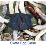 Skate Egg Case ID Skate Egg Case ID