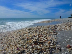 Small shell pile Small shell pile