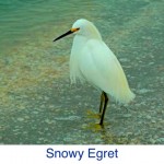 Snow Egret ID Snow Egret ID