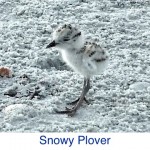 Snowy Plover ID Snowy Plover ID