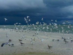 Terns in the black sky Sanibel Terns in the black sky Sanibel