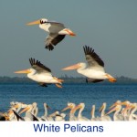 White Pelican ID White Pelican ID