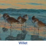 Willet Bird ID Willet Bird ID
