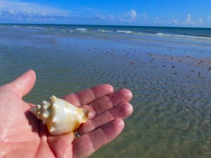 albino fighting conch albino fighting conch