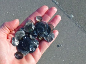 black jingle shells black jingle shells