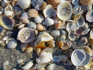 carrier shell on sanibel beach