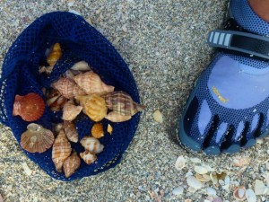 donnie shells water shoes donnie shells water shoes