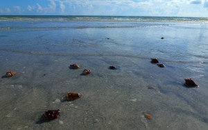 fighthing conch shells sanibel fighthing conch shells sanibel