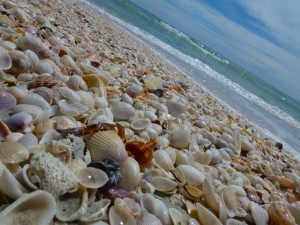 horse conch in shell pile horse conch in shell pile