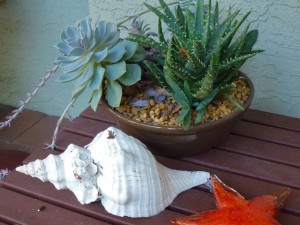 horse conch on table dmm horse conch on table dmm