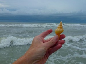 horse conch rough surf horse conch rough surf