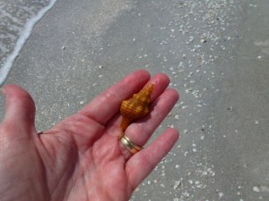 horse conch w gulf horse conch w gulf