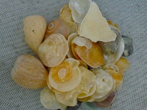 jingles figs and moon jingles figs and moon