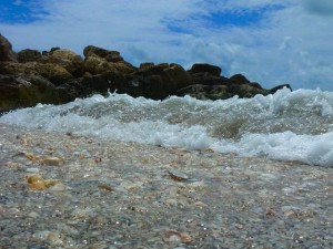 lots of shells in surf bp lots of shells in surf bp