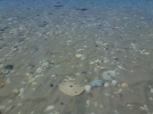 sand dollar in tidal pool sand dollar in tidal pool