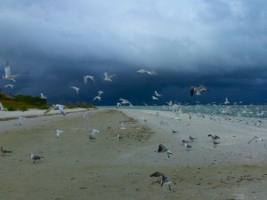 sandwich terns Sanibel lighthouse sandwich terns Sanibel lighthouse