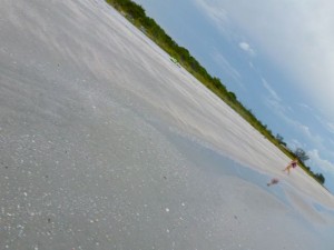 sanibel rainman still life