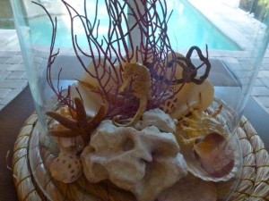 sea life still under glass dmm