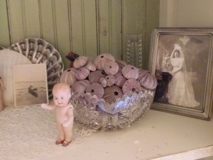 sea urchin bowl display