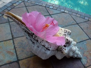 seashell flower vase seashell flower vase